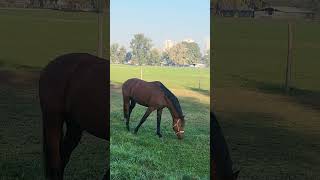 🐎 Pretty horses at the Zagreb Hippodrome horses hipodromzagreb [upl. by Nirrok]