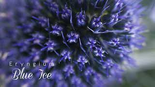 Eryngium Blue Ice  Esmeralda Farms [upl. by Wilen]