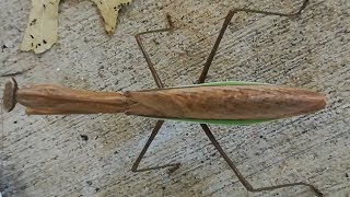 Giant Chinese praying mantis  Tenodera sinensis [upl. by Kurtis]