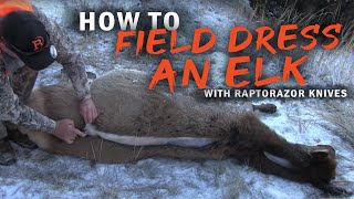 How to field dress an Elk without gutting Using the Raptorazor knives [upl. by Lecirg]