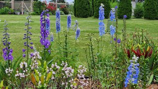 🌷🦋Delphinium Full Sun Garden TOUR June 🦋 garden gardening delphinium [upl. by Verlie]