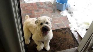 Wheaten Terrier whirl  dont leave the Kitchen Crazy [upl. by Eintirb]