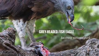 Kaziranga chronicles A grey headed fish eagle with Fish kaziranganationalpark [upl. by Hooge]