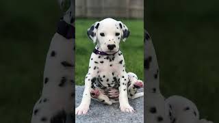 🐾✨ Dalmatian The Spotted Icon and Loyal Companion 🖤🤍 Dog Dogs Dogfacts Dalmatian Dalmatians [upl. by Atisusej]