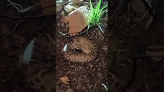 This One Rattlesnake Gets Poached More Than Others [upl. by Kcirrek]