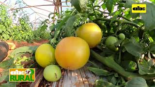 Abc Rural Control de ralstonia en cultivo de tomate [upl. by Nomaj]