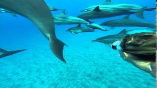 Underwater Thanksgiving with dolphins [upl. by Pirri936]