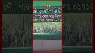 পাবনায় অবৈধভাবে তৈরি হচ্ছে কুষ্টিয়ার ঐতিহ্যবাহী চাল pabna kushtiatraditionalrice somoytv shorts [upl. by Spaulding]