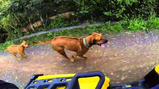 RHODESIAN RIDGEBACK DUMA AND KENYA RUNNING [upl. by Anrym]