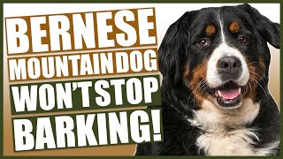 How To Stop Your BERNESE MOUNTAIN DOG Barking [upl. by Birkle]