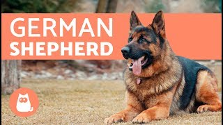 All about the German Shepherd  History care amp training [upl. by Poul]