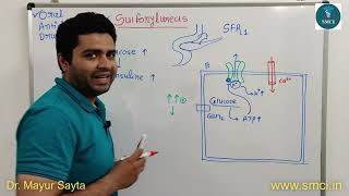 Oral Antidiabetic Drug  Sulfonylureas  Glyburide  Glipizide  Mechanism of Action  Pharmacology [upl. by Otreblide]