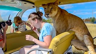 TOURISTS ARE SHOCKED BY OUR LIONS [upl. by Tilly]