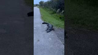 Alligator In Florida STOPS My Outdoor Walk… [upl. by Nonad]