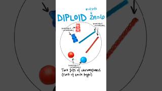 Ploidy  haploid n diploid 2n triploid 3n ploidy haploid diploid triploid [upl. by Aicinat]