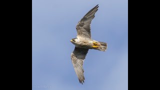 Urban Peregrines [upl. by Anael825]