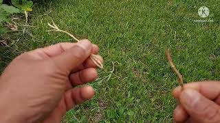 Bindweed  how to control and how to eat them [upl. by Releehw]