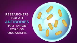 How Do Monoclonal Antibodies Treat COVID19  UPMC [upl. by Laira23]