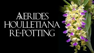 Aerides houlletiana repotting [upl. by Prissy679]