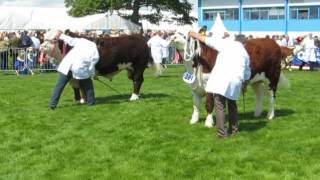 Normanton 1 Laertes takes the Supreme Championship at the Royal Highland Show 2016 [upl. by Eceinaj]