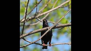 European Starling Deep Sounding Call  Bird Calls and Sounds  shorts [upl. by O'Hara]