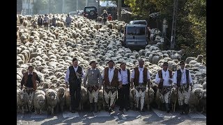 Bacowie Juhasi i owce schodzą z hal Jesienny redyk pasterski [upl. by Manoff]