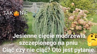 Jesienne cięcie modrzewia szczepionego na pniu Ciąć czy nie ciąć Oto jest pytanie [upl. by Htidirem236]