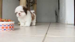 Home Alone Puppy  Shih Tzu [upl. by Ennaesor774]