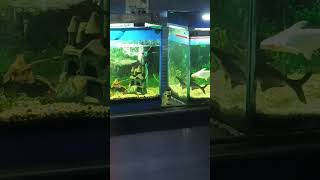 Fish 🐠 ye kaya machli ka ghar kitna payara hai 🥰fish love aquarium house water [upl. by Hamfurd]