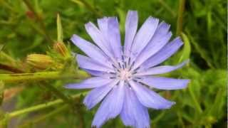 Common Chicory Cichorium Intybus  20120626 [upl. by Anirda]