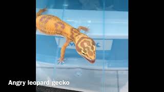 Angry leopard gecko screaming voice [upl. by Norvol253]