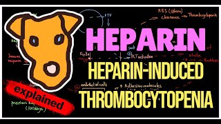 HeparinInduced thrombocytopenia HIT type I  II Pathogenesis Prevention Treatment [upl. by Carlin]