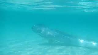 The giant oarfish Regalecus glesne is a species of oarfish of the family Regalecidae [upl. by Boardman]