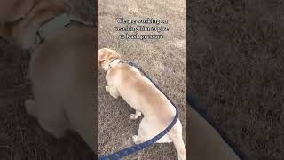 Foster Dog Diaries Can Walla MASTER Walking on the Leash [upl. by Gambrell]