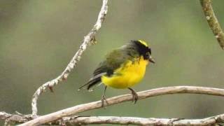 endemic yellowcrowned whitestart Myioborus flavivertex The Northern Colombia Birding Trail [upl. by Llenart893]