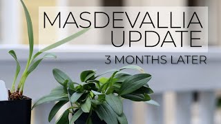 Whats Doing Well and Whats Not  WarmGrowing Masdevallias 3 Month Update [upl. by Horsey]