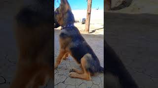 GSd puppy Barking first time trend doglover germanshepperd musicremix trend youtube 1million [upl. by Matthus980]