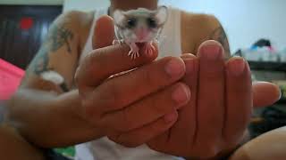 PLAYING WITH MY DORMOUSETUPAI MINIAFRICAN PYGMY DORMOUSE睡鼠 [upl. by Animaj577]