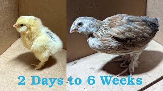 Salmon Faverolle Daily Chick Photo Progression From Two Days to Six Weeks Old [upl. by Yeclek84]