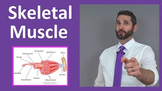 Skeletal Muscle Tissue Contraction Sarcomere Myofibril Anatomy Myology [upl. by Eenahs]