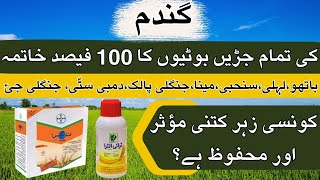 How to control weeds in Wheat Crop  Best Weedicides for Weeds Control in Wheat  Umar FarmingWala [upl. by Nivram]