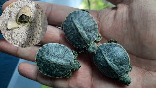 nacimiento de TORTUGAS de orejas rojas variedad rio grande [upl. by Webster]