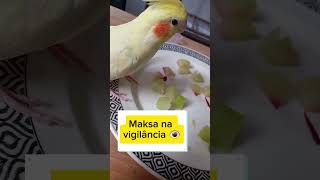 Calopsita na vigilância 🤪calopsitasmansas birds calopsitasbrasil [upl. by Schwenk893]