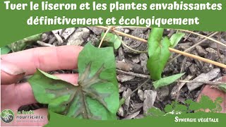 Tuer le liseron et les plantes envahissantes définitivement et écologiquement [upl. by Perrins]