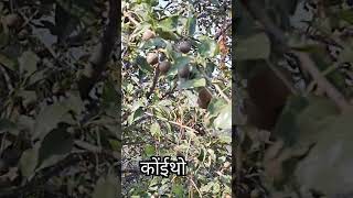 Wild fruitHindi name of this fruit 🤔Pahari name koethotasty fruit ❤️❤️😋😋 [upl. by Timmi]