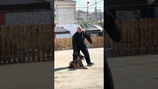 protection work mixed with obedience and higher distinction and discipline malinois dog [upl. by Assilak]