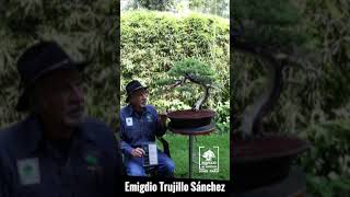 Historia de Junipero San Jose en museo de Bonsai [upl. by Kealey]