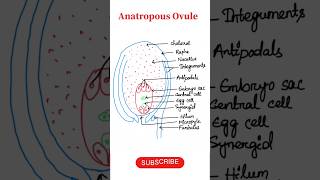 How to draw structure of Anatropous ovule  Biology diagrams biokaksha shorts neetbiology [upl. by Brechtel]