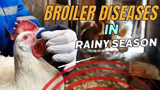 Common Poultry Diseases in Rainy Season  Causes and Prevention [upl. by Simmons]