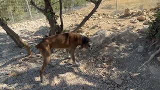 Another Senior Dog Surrendered at my Shelter after His Owners Moved Away  Takis Shelter [upl. by Anitram930]